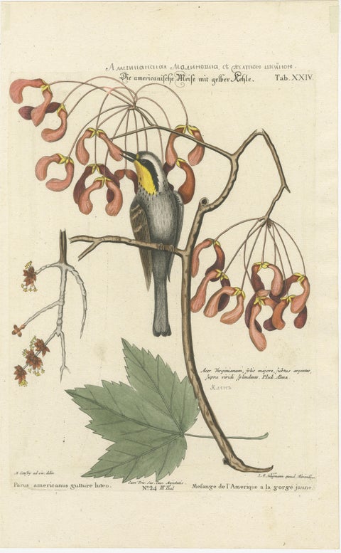 Engraving of The American Tit Bird with Yellow Throat in Old Handcoloring, 1749, view 2