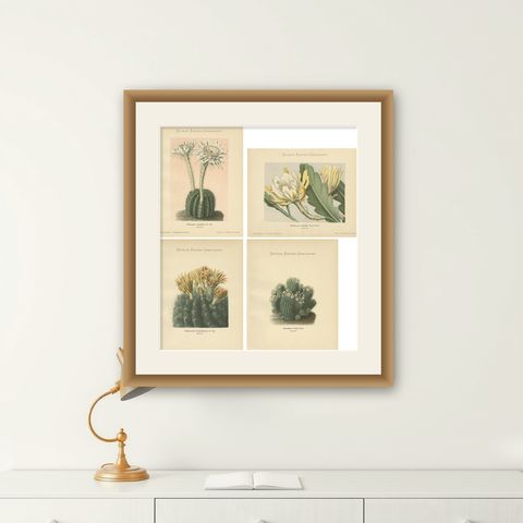 Set of 4 Antique Cactus Prints, Echinopsis Calochlora, Schumann, circa 1900, shown framed on a wall
