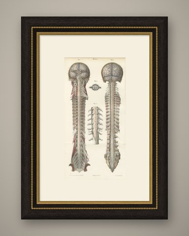 Arteries of the Brain and Spinal Cord, Hirschfeld Double Folding Plate, 1866, shown framed