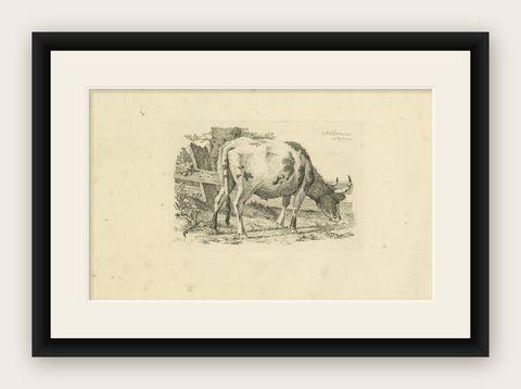 Etching of Grazing Cow by Fence: Farm Scene, Produced by A.Oberman in 1809, shown framed