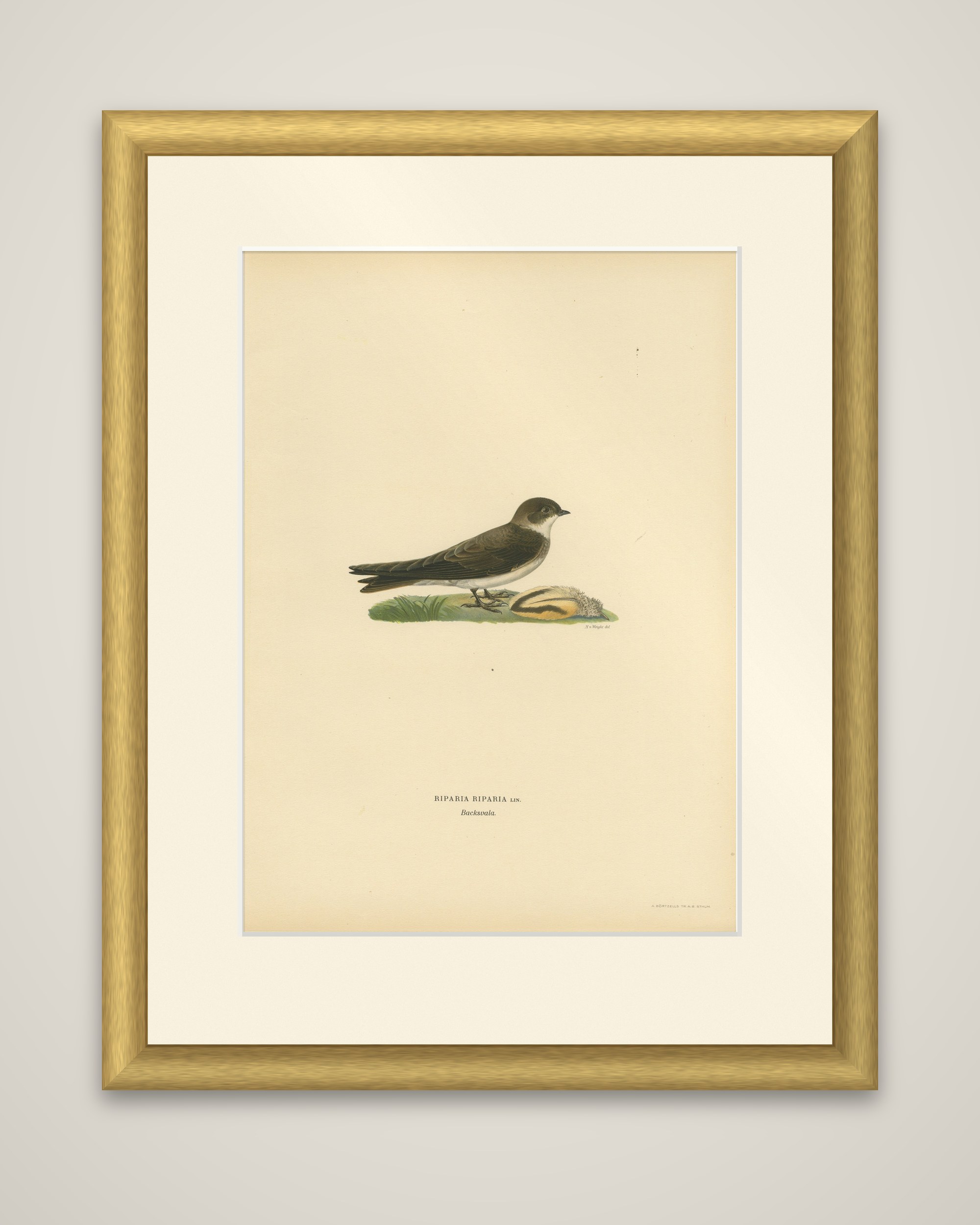 Riparia Riparia - Hand-colored Sand Martin Lithograph by M. von Wright, 1927, shown framed