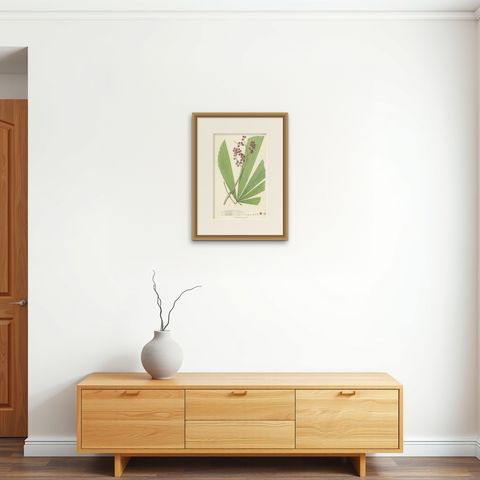 Antique Botany Print of Licuala Gracilis, a Fan Palm, shown framed on a wall