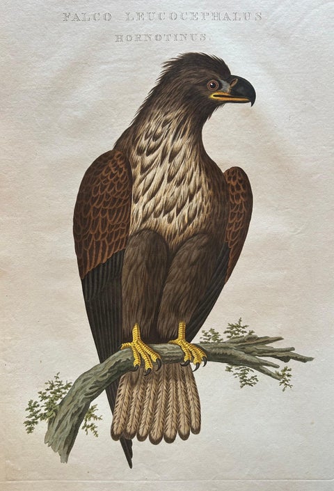 White-Tailed Eagle, Falco Leucocephalus Hornotinus, Antique Bird Print c.1829, view 7