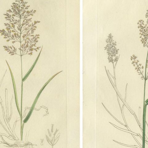 Eight Antique Botanical Engravings of Agrostis, Panicum & Setaria Grasses, 1830, close-up 1