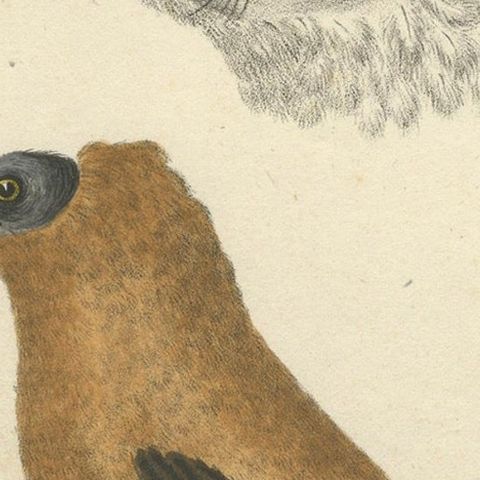 Elegant Misnomer: The Rusty-Brown Bird of Hahn's Legacy, circa 1820, close-up 6
