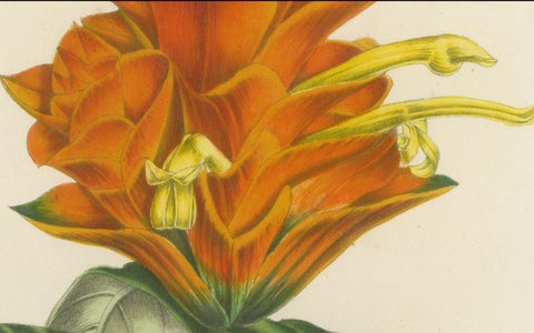 19th Century Botanical Lithograph of Aphelandra Porteana by Louis van Houtte, close-up 3
