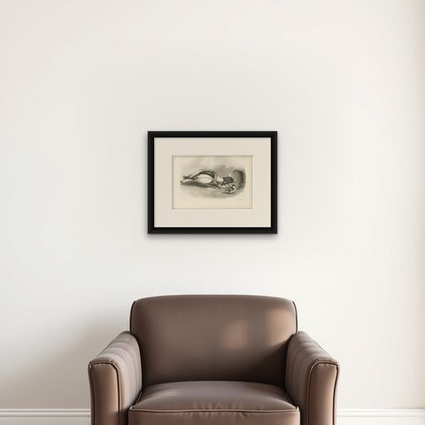 Shelduck and Ducklings, Antique Bird Print after Lilian Medland, circa 1909, shown framed on a wall