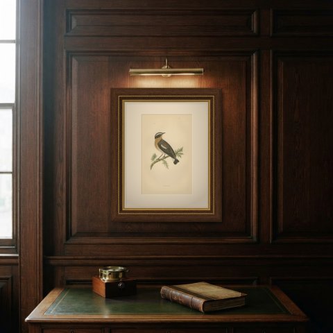 Whinchat on a Conifer Twig, Hand Colored Wood Engraving, Morris, 1896, shown framed on a wall