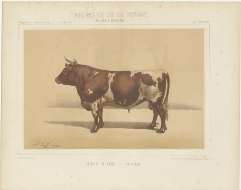 Ayrshire Bull, Scottish Cattle Chromolithograph by Olivier de Penne, 1863, view 2