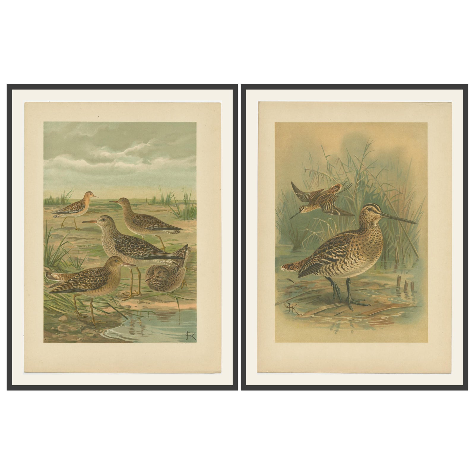 Set of 2 Antique Chromolithographs of Waders, Ruff and Common Snipe, c.1890