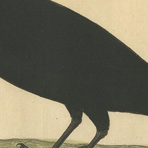 Antique Bird Print of the Western Jackdaw by Albin 'circa 1738', close-up 2