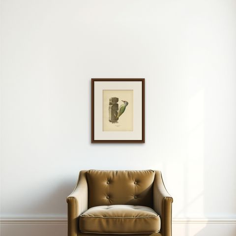 Antique Bird Print of the Grey-Headed Woodpecker by Von Wright, 1927, shown framed on a wall