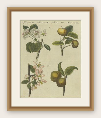 Blossoms and Fruits: Apple and Pear Trees Illustrated in an 1805 Engraving, shown framed