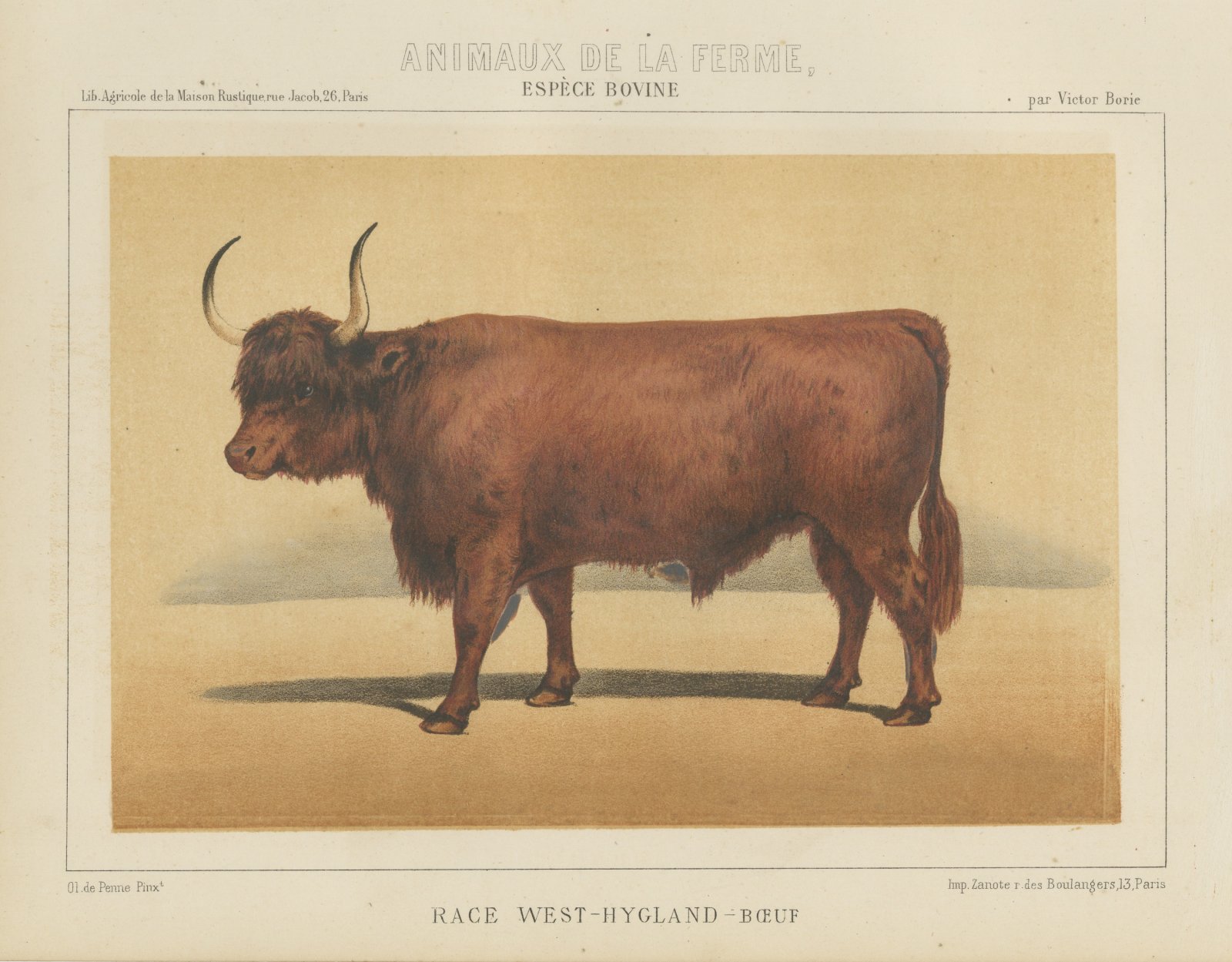 West Highland Ox, Scottish Cattle Chromolithograph by Olivier de Penne, 1863