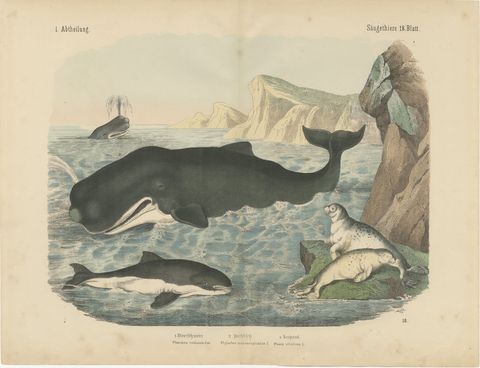 Antique Sperm Whale Print with Porpoise and Seals, Kolb Mammals, circa 1890