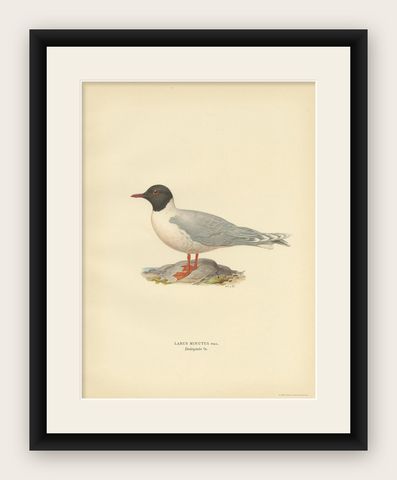 Antique Bird Print of the Little Gull, Published in Sweden in 1929, shown framed