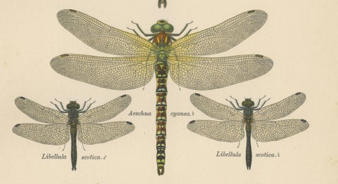 Dragonflies of Central Europe, Set of Three Color Lithographs, 1908, close-up 5