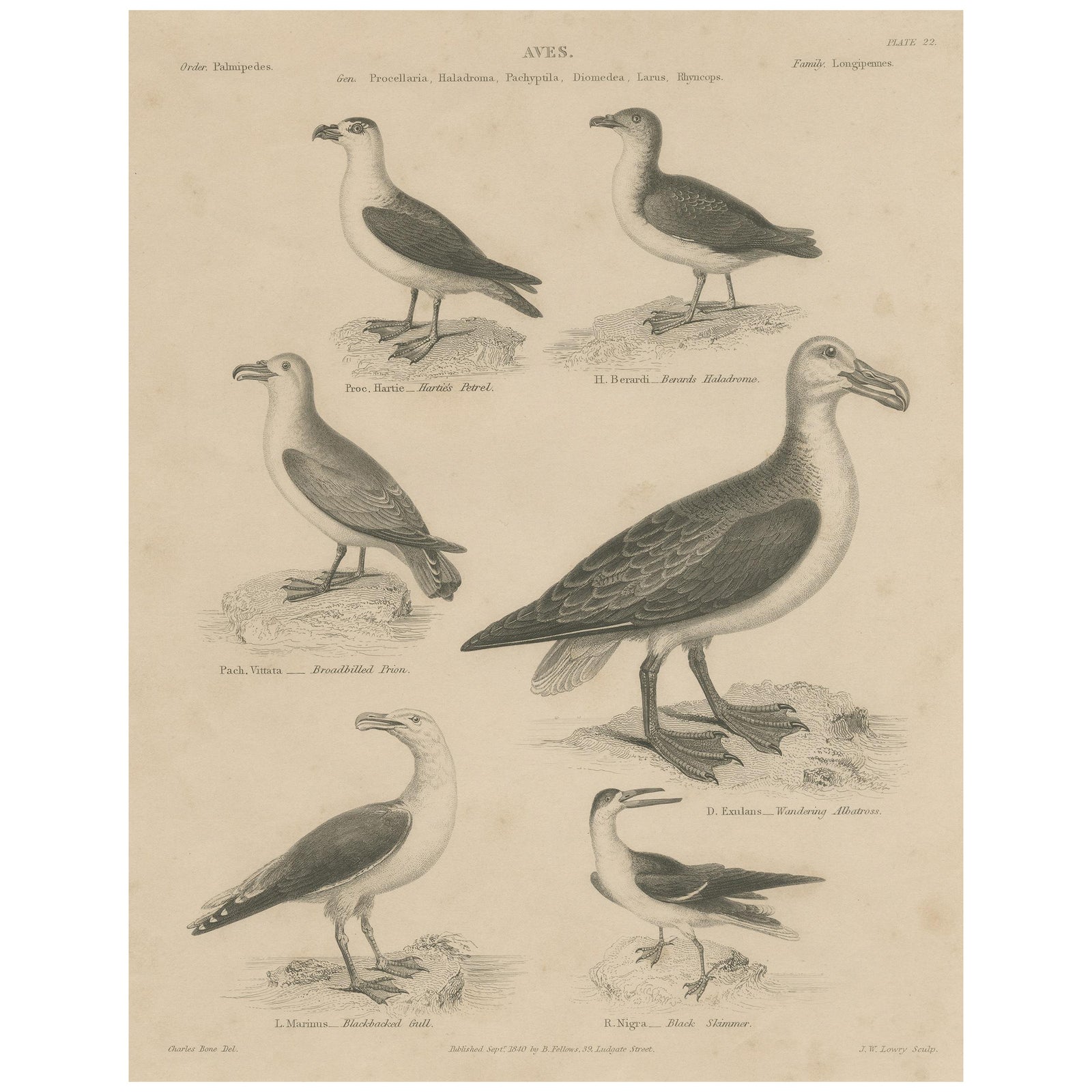 Antique Print of the Wandering Albatross, Blackbacked Gull and other Birds