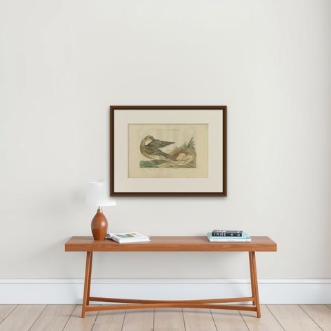 Antique Bird Print of a Female Garganey Duck by Sepp & Nozeman, 1789, shown framed on a wall