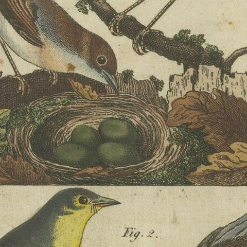 Common Nightingale and Chiffchaff with Nest and Eggs, 1805 Engraving by Bertuch, close-up 4