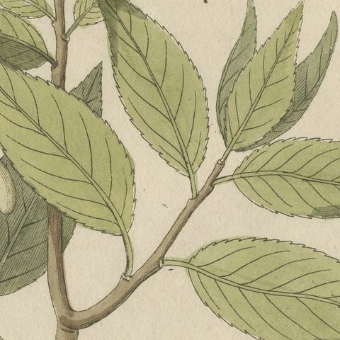 Two Flowering Tree Branches, Antique Bertuch Print, circa 1805, close-up 1