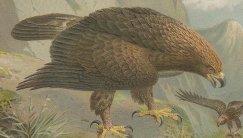 Antique Golden Eagle Bird Lithograph, Royal Natural History, 1895, close-up 4