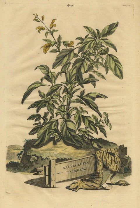 Botanical Illustration of Yellow Variegated Sage from Munting’s 1696 Herbal, close-up 4