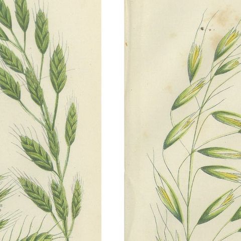 Sweet Cyperus and Brown Cyperus Botanical Prints, Hand-Colored, 1873, close-up 1