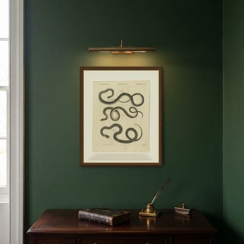 Three Slender Snakes, Antique Bertuch Print, Vienna, circa 1805, shown framed on a wall