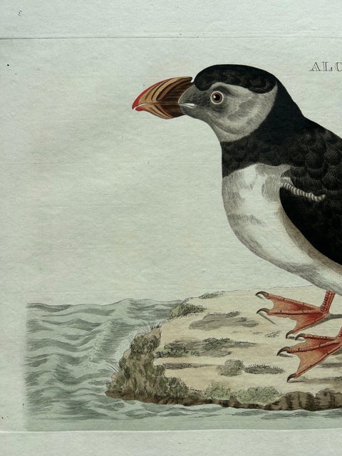 Alca arctica, Antique Atlantic Puffin Print by Nozeman & Sepp, 1809, view 2