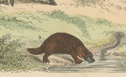 Mammals Print: Horse, Zebra, Anteater & Pangolin, Antique 1867, close-up 2
