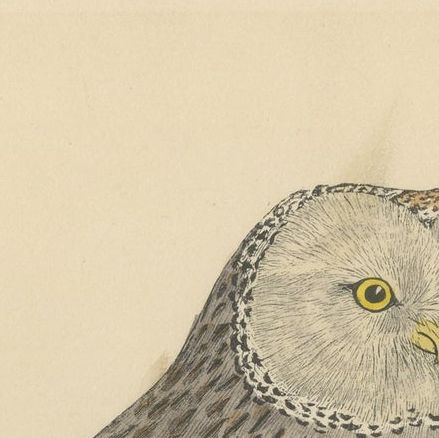 Antique Bird Print of an Ural Owl, close-up 1