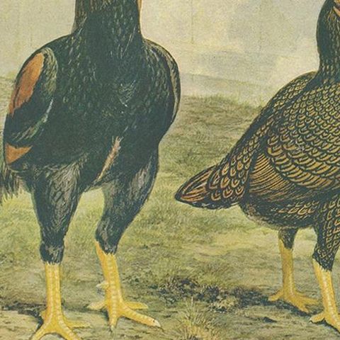 Antique Bird Print of Indian Game Chicken by André & Sleigh, circa 1900, close-up 2