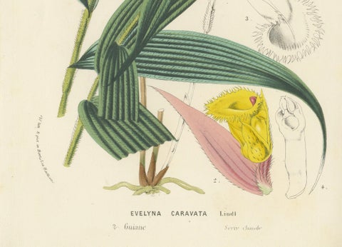 Caravata Plant Botanical Illustration by Louis van Houtte, 19th Century, close-up 3
