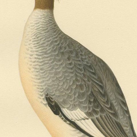 Antique Bird Print of a Female Common Merganser by Von Wright, '1929', close-up 2