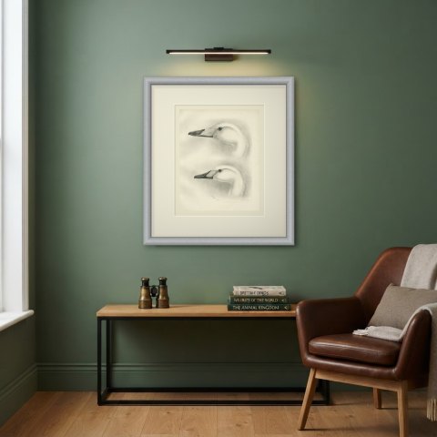 Heads of the Whooper Swan and Bewick's Swan after Lilian Medland, c. 1909, shown framed on a wall