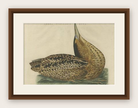 Ardea Stellaris Rufa, Eurasian Bittern from Nederlandsche Vogelen, 1809, shown framed