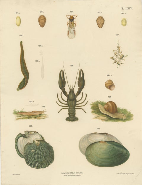 Large Antique Zoology Poster, Crayfish, Leeches, Snails, Insects c.1880, view 2