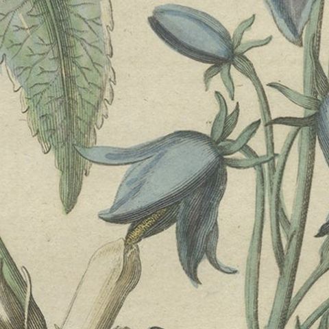 Antique Hand-Colored Flower Print of Campanula Plants, 1794, close-up 3