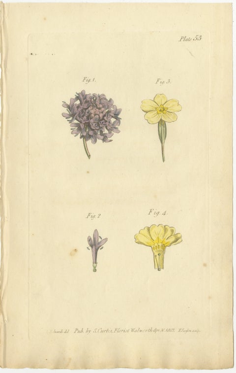 Antique Botanical Engraving of Dyer's Alkanet and Primrose Varieties - 1803, view 2
