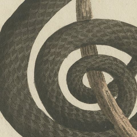 Black Snake with Hummingbird, Antique Bertuch Print, Vienna, circa 1805, close-up 5