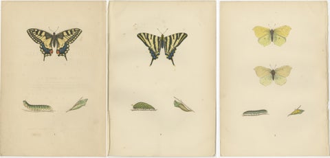 Evolutions of Elegance: A Victorian Trio of British Butterflies, 1890, view 5