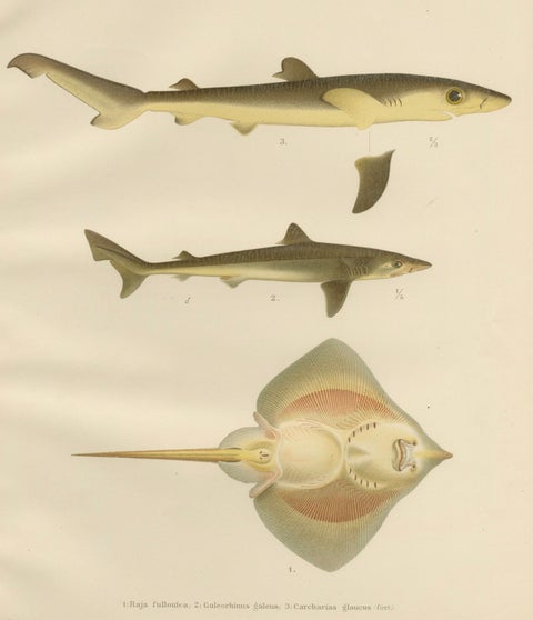 Rare Lithograph of Sharks and Skate from Pisces Scandinaviae Collection, 1895, close-up 6