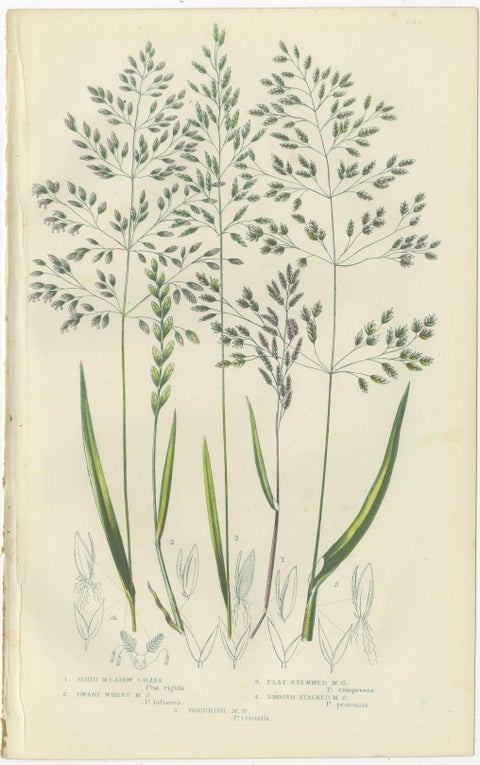 Horsetail Plants, Trio of Victorian Botanical Prints, 1873, view 3