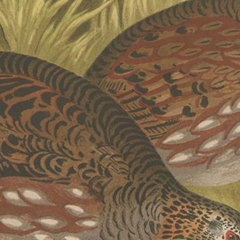 Antique Bird Print of the Common Hill Partridge, 1879, close-up 1