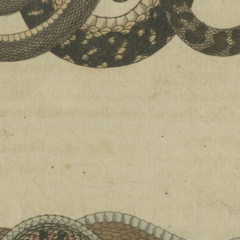 Hand-colored EngravingS of Five various Snakes, incl Dahl's Whip Snake, ca.1800, close-up 5