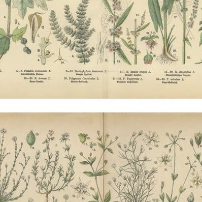 Antique Botanical Prints Set, German Wildflowers Atlas Plates, Stuttgart 1885, close-up 2
