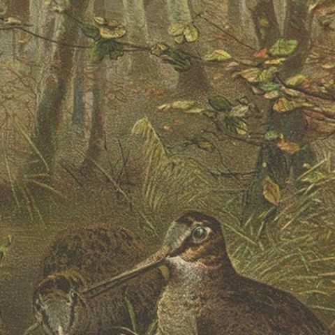 Antique Bird Print of The Woodcock by Prang, 1898, close-up 3