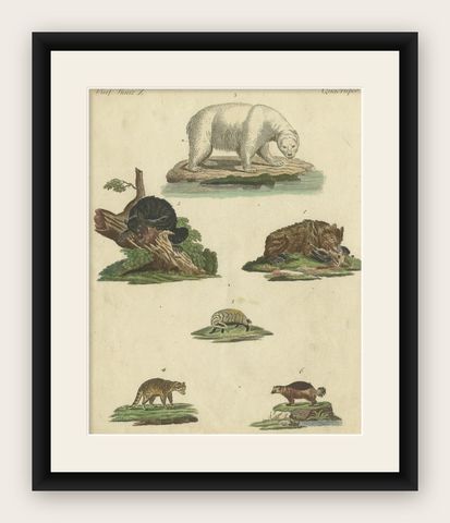 Antique Handcolored Engraving of Carnivorous Mammals, c.1800, shown framed