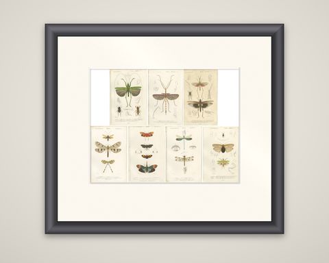 Set of 7 Antique Prints of a Grasshopper and other Insects, shown framed